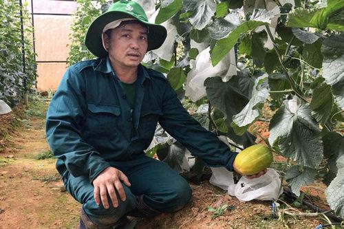 Dưa lê Hàn ngọt đất cao nguyên