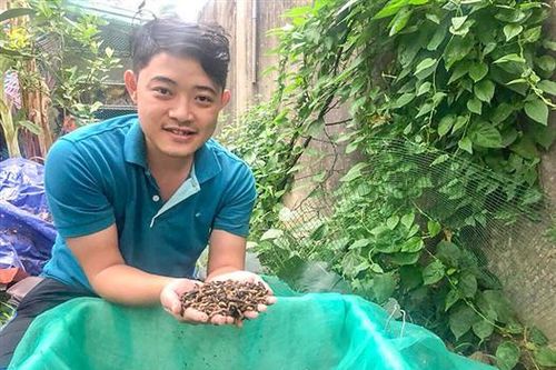 Người tiên phong đưa ruồi lính đen về nuôi tại Quảng Trị