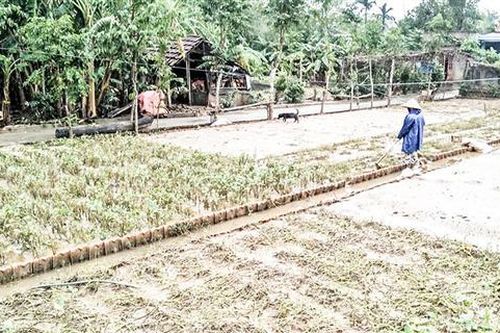 Triệu Phong dồn sức khôi phục sản xuất