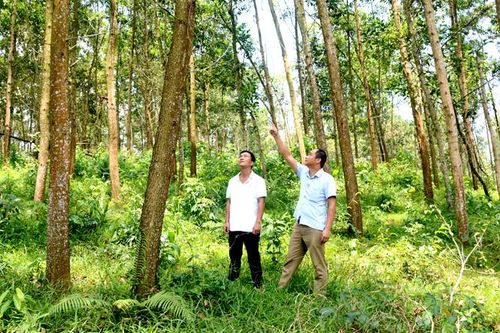 Phát triển vùng nguyên liệu phục vụ công nghiệp chế biến