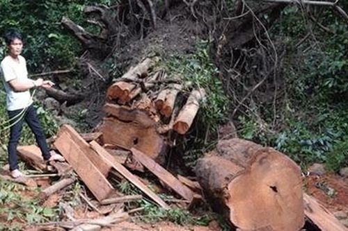 Tạm giữ hình sự 3 lâm tặc chặt cây giáng hương