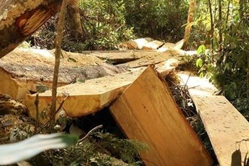 Chỉ đạo khẩn làm rõ vụ phá rừng bạch tùng
