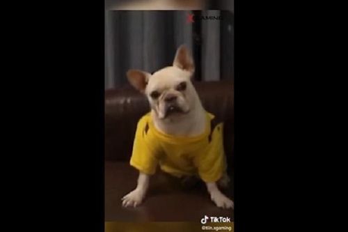 Cười lăn xem chú chó nổi cáu, ăn vạ khi đang chơi game bị chủ phá đám