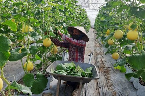 Hà Nội: Gần 62% hợp tác xã đạt loại tốt và khá