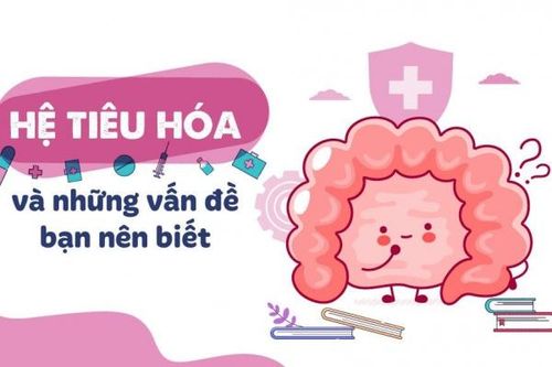 Hệ tiêu hóa và những vấn đề cần biết
