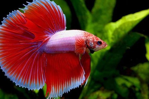 Top 6 loài cá sở hữu khả năng đặc biệt đến khó tin
