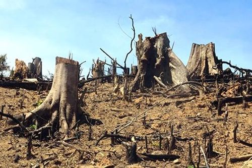 Bộ Nông nghiệp nói gì về tình trạng suy giảm diện tích rừng?