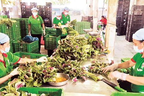 Xây dựng mô hình hợp tác xã nông nghiệp liên kết theo chuỗi