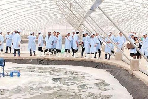 Thành lập liên minh tôm sạch và bền vững