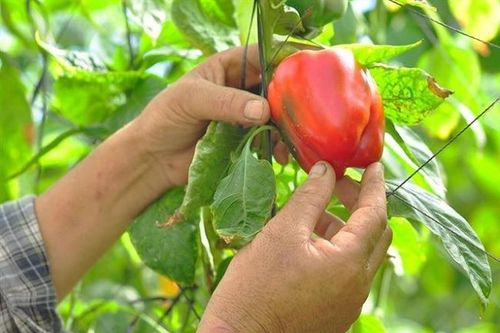Nông dân thu vài triệu mỗi ngày nhờ trồng thứ quả xanh đỏ này