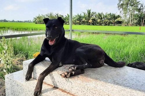 Lạ lùng chú chó 3 năm nằm trên mộ chủ ở Long An