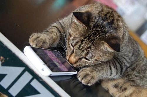 Ứng dụng MeowTalk có thể dịch được tiếng kêu của mèo