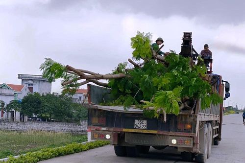 Nhổ toàn bộ hàng cây lâu năm xâm phạm đê sông Đáy