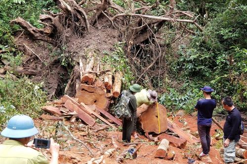 Tận thấy hiện trường rừng giáng hương cổ thụ bị tàn phá ở Tây Nguyên