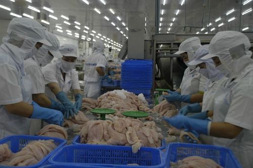 Trung Quốc tăng kiểm soát hàng thủy sản nhập khẩu, doanh nghiệp cá tra nên 'bình tĩnh'