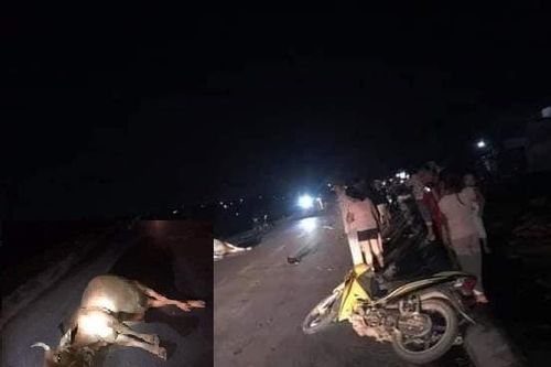 Đâm vào bò, người đi xe máy ở Quảng Trị tử vong tại chỗ