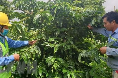 Tìm hướng đi mới đưa ngành càphê Đắk Lắk vượt qua khó khăn