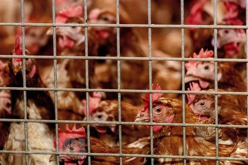 Dịch cúm gia cầm bùng phát, ngành chăn nuôi của EU lao đao