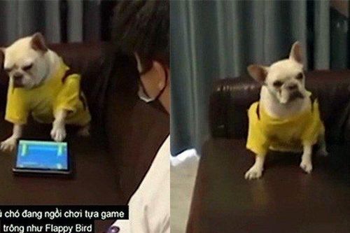 Clip: Chú chó nổi giận vì bị 'sen' phá bĩnh khi đang chơi game
