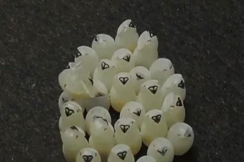 CLIP: Trứng của bọ xít nâu thi nhau nở gần như cùng một lúc và lý do bất ngờ phía sau