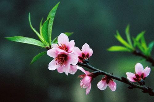 Tết Dương lịch và Tết Âm lịch 2020 vào ngày nào, được nghỉ mấy ngày?