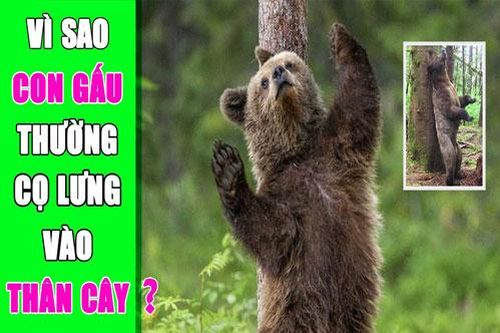 CLIP: Lý do khiến gấu thường cọ lưng vào thân cây là gì?