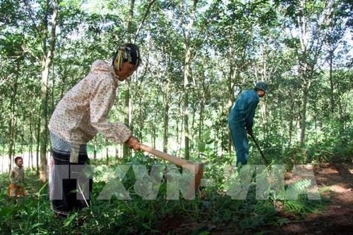 Tập đoàn Công nghiệp Cao su Việt Nam thoái toàn bộ vốn tại Sài Gòn VRG