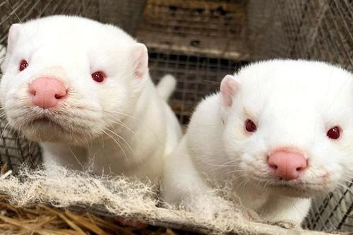 Lý giải hiện tượng chồn nhiễm Covid-19 bị tiêu hủy 'đội mồ sống dậy' trong các hố chôn tập thể