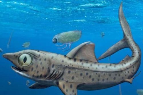 Phát hiện loài cá mập có bộ hàm 'máy nghiền' kỳ dị sống cách đây 370 triệu năm