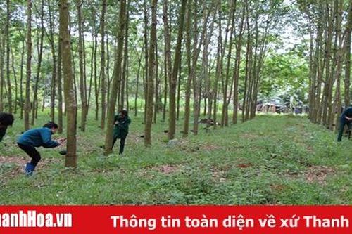 Công ty TNHH MTV Cao su Thanh Hóa đẩy mạnh khai thác, thu mua, chế biến mủ cao su