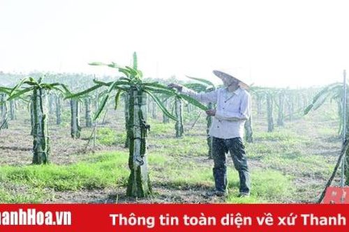 Phát triển cây thanh long trên đất Thanh Hóa
