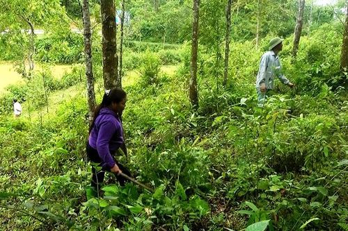 Lợi ích 'kép' từ phát triển kinh tế rừng