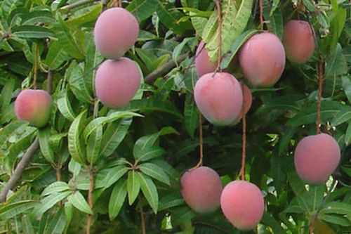 Trông chờ dự án tưới xoài Cam Lâm