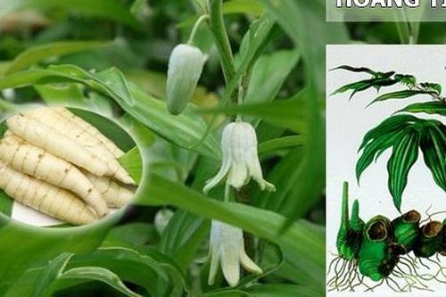 Thục hoàng kiện tỳ vị, nhuận phế