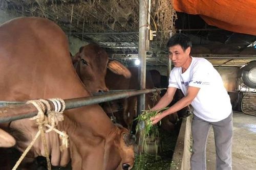 Phát triển chăn nuôi bò thịt chất lượng cao: Hướng đi phù hợp, hiệu quả
