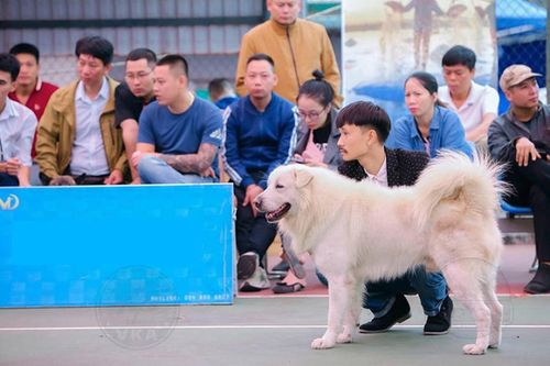 'Tứ đại khuyển quốc' Bắc Hà trở thành Hoa hậu Chó nhờ đặc điểm gì?
