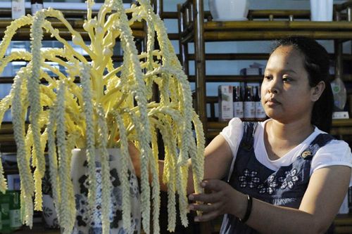 Mát xa hoa dừa, người phụ nữ Trà Vinh thu nửa tỷ mỗi tháng