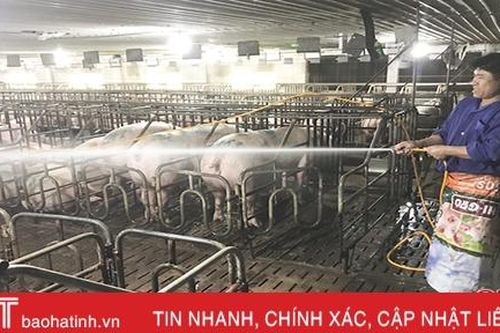 Các trại lợn Hà Tĩnh tăng cường phòng chống dịch, đảm bảo nguồn cung thị trường cuối năm