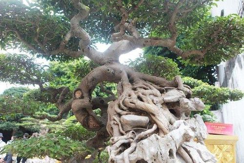 Kỳ lạ sanh cổ 'mọc ngược' được coi như 'báu vật' của nữ đại gia