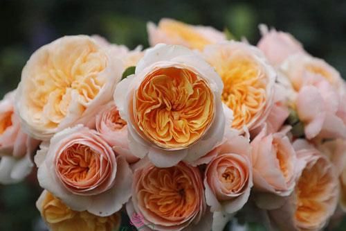 Chiêm ngưỡng những loài hoa hồng quyến rũ nhất thế giới