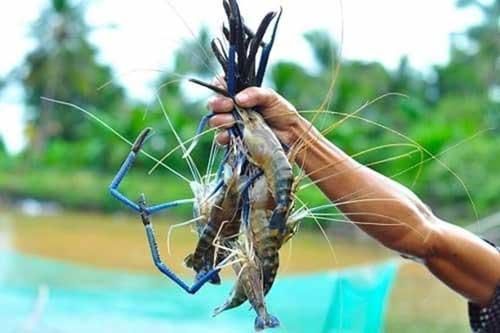 Mẹo phân biệt tôm, cá, ếch nuôi hay tự nhiên