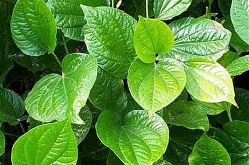 Bài thuốc chữa đau lưng thần kì từ những loại cây dễ tìm