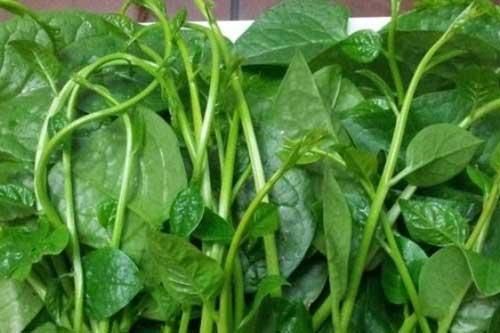 Trị thấp khớp hiệu quả nhờ 'thần dược' mồng tơi