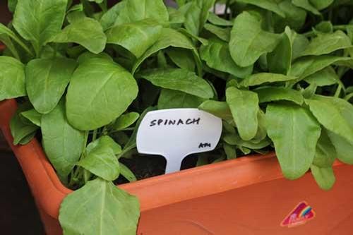Kỹ thuật trồng rau chân vịt trong chậu xanh tươi mỡ màng