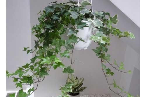 Kỹ thuật trồng cây thường xuân đẹp nhà, giải độc không khí