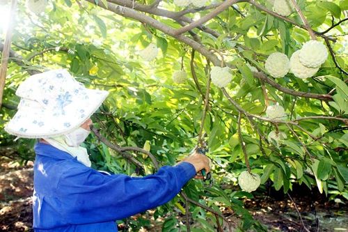 Đặc sản Na dai Đông Triều trái vụ, thơm ngon, hút hàng