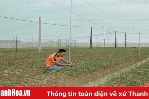 Tích tụ đất đai, chuyển đổi cây trồng