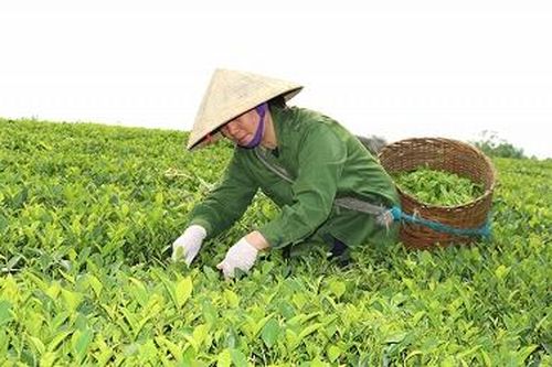 Xây dựng nhãn hiệu chè Phú Thọ: Tạo thương hiệu, khẳng định vị thế