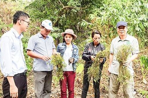 Sản xuất thành công trà hòa tan giảo cổ lam