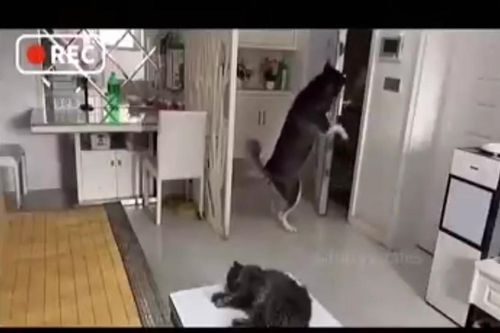 Clip Chú chó mở cửa nhận đồ, trả tiền cho shipper